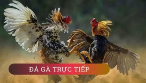 Bí Quyết Chơi Đá Gà GA28 Tại B8B: Kinh Nghiệm Thực Chiến Của Cao Thủ Cá Cược