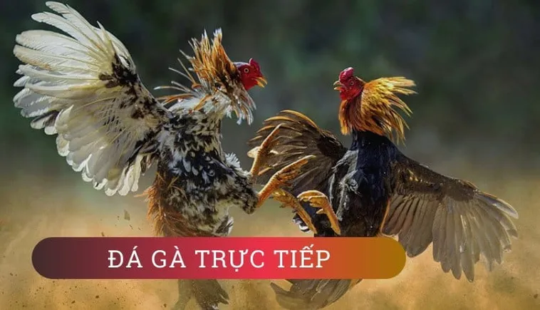 Bí Quyết Chơi Đá Gà GA28 Tại B8B: Kinh Nghiệm Thực Chiến Của Cao Thủ Cá Cược