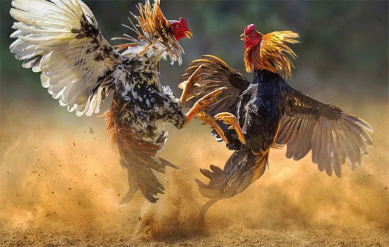 Trải Nghiệm Đá Gà WS168 Tại B8B Với Mẹo Chơi Chuẩn Của Dân Cá Cược Lão Luyện